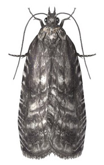 Manage oriental fruit moths using mating disruption