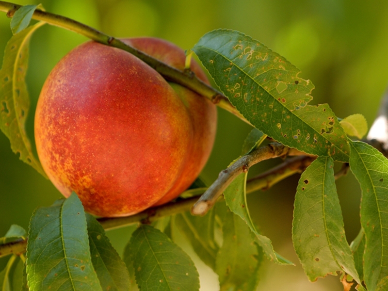 University of Arkansas debuts Ozark Mango