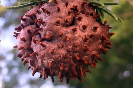 Disease conditions favorable for fruit trees in Pennsylvania