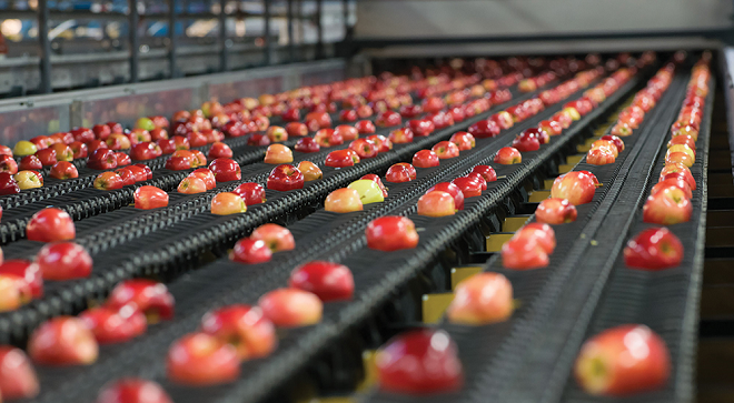 Harvests start with high hopes for apple season