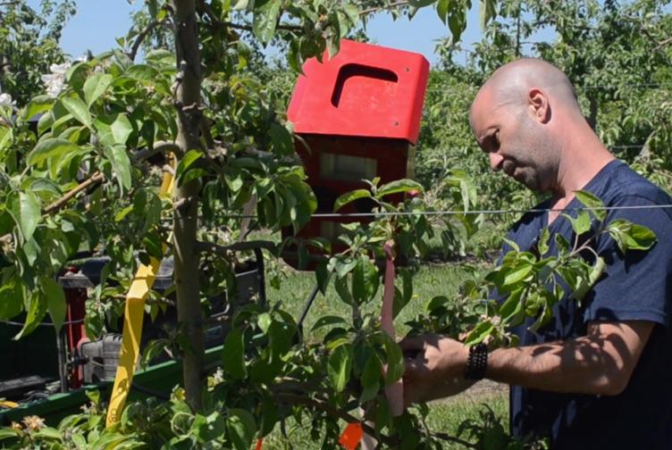 UMass Amherst fruit specialists, partners seek to develop fruitlet measuring app