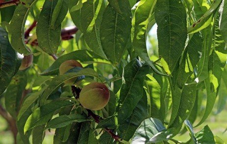 Correct summer pruning techniques for peach trees stressed