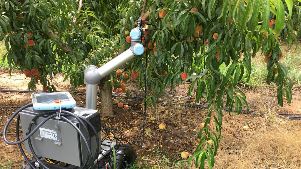 A glimpse into the peach orchard of the future