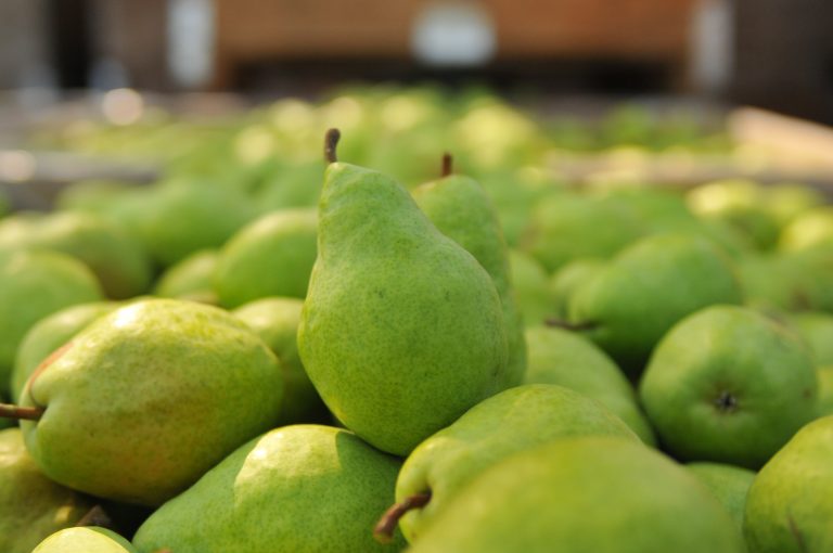 Pear marketing order to have election for two seats