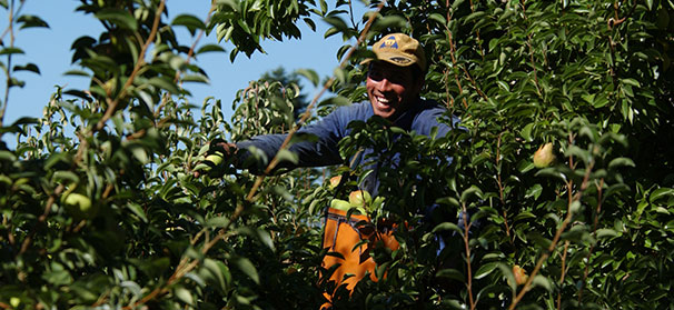 Northwest pear estimate down from 2013 record