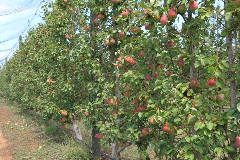 Smarter pear orchards pursued in Australia