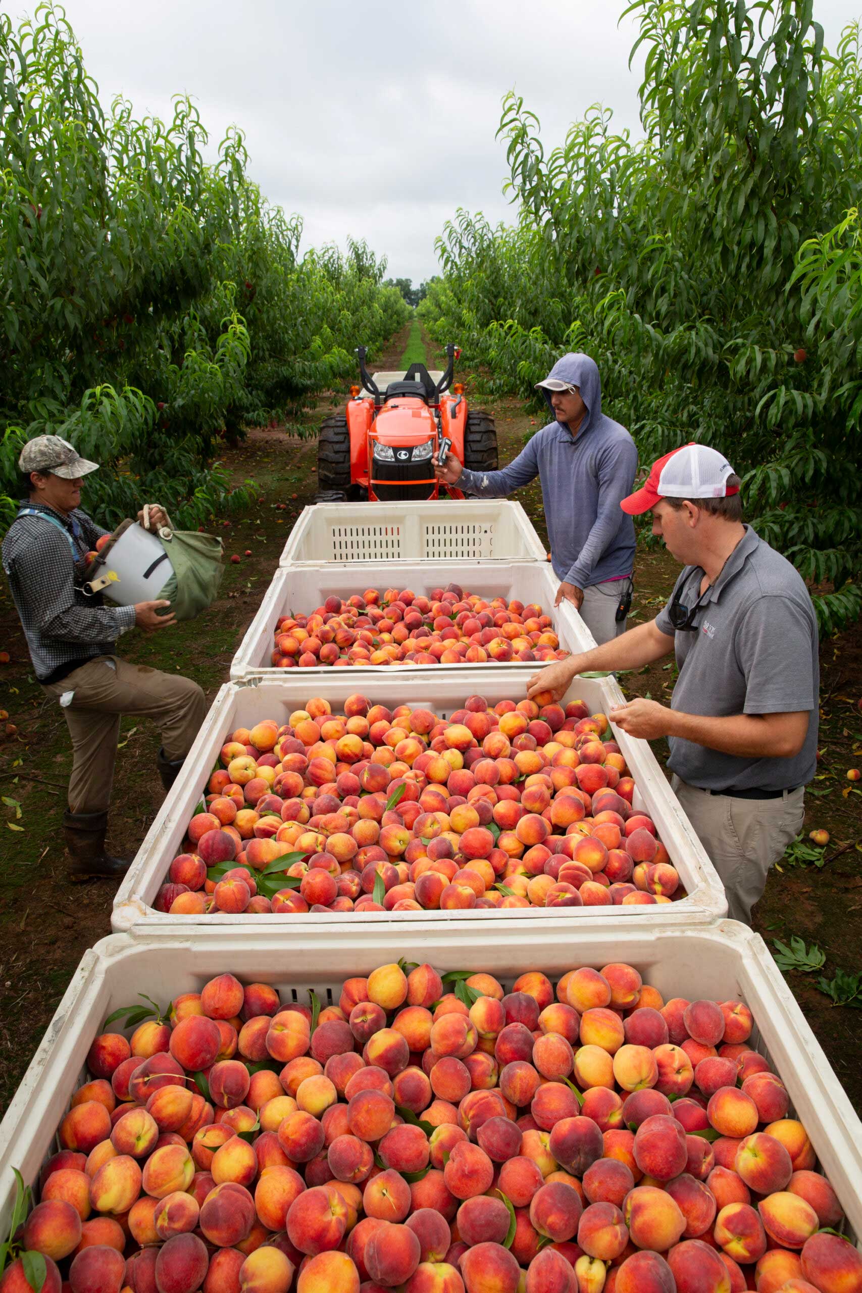 Because peaches are difficult to mechanize, Lawton Pearson believes peaches will be one of the last fruits to be harvested by machine.