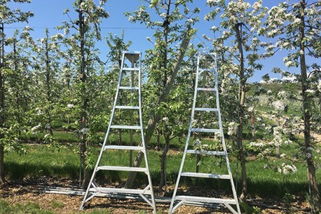 Seasonal tree fruit updates at the revised Penn IPM hotline