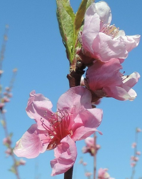Peach trees are in full bloom in many orchards, while apple trees are at the tight cluster stage.