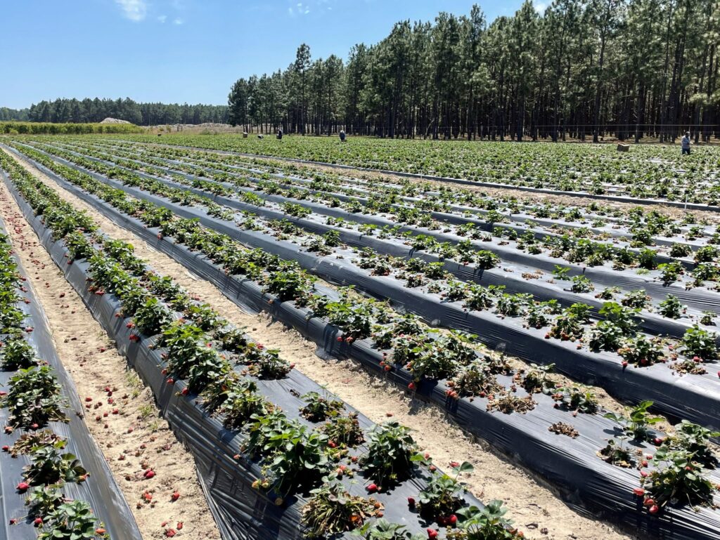 Pestalotia an emerging disease of strawberries in the Southeast