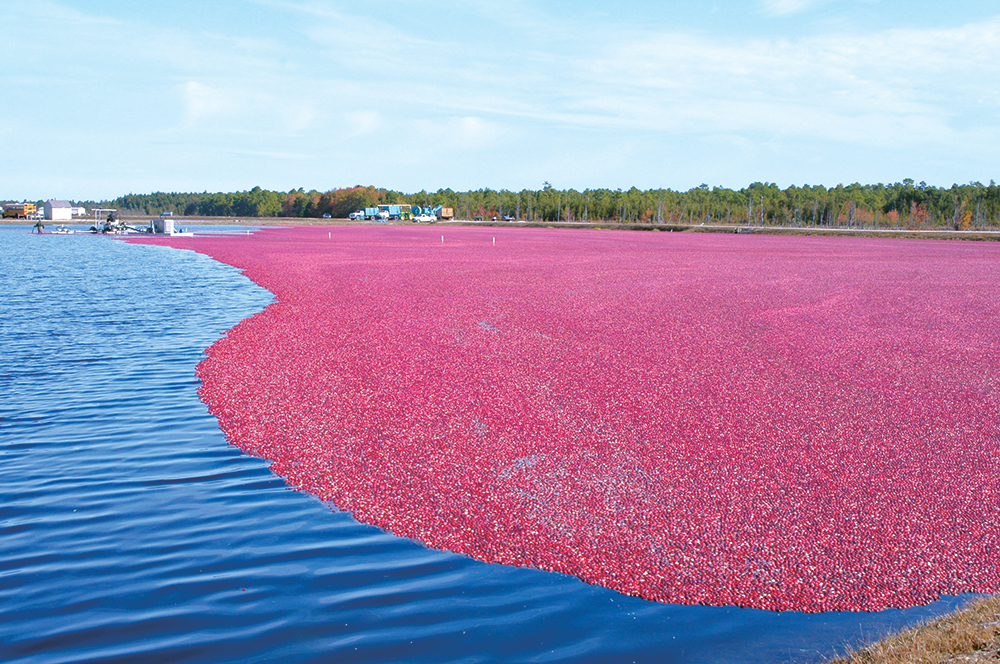 USDA: 2025 cranberry crop trails 2024 output, tracks close to 5-year average
