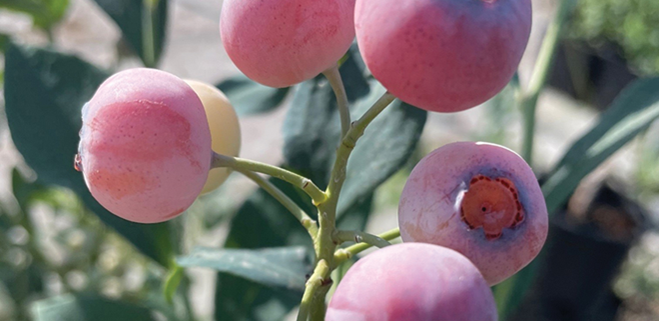 Pink Cosmo berries a hit in their trial season
