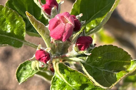Penn State Extension: Watch for fire blight, apple scab