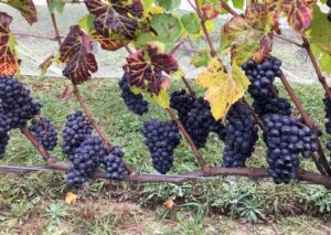 New York lawmakers urge USDA disaster aid for fruit growers after spring frost losses