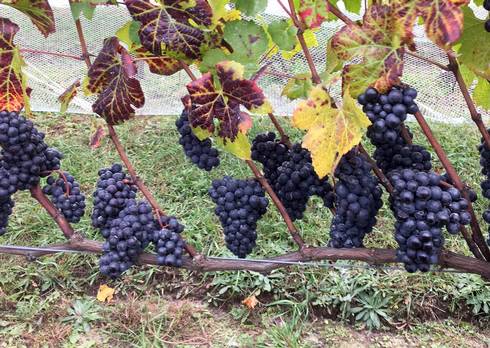 Harvesting grapes after fall frost