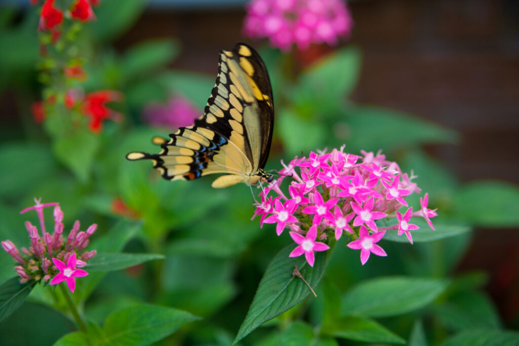 Rice Fruit commits to conservation