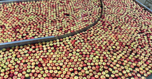 Illinois Extension: Postharvest orchard care is key to next season’s yields