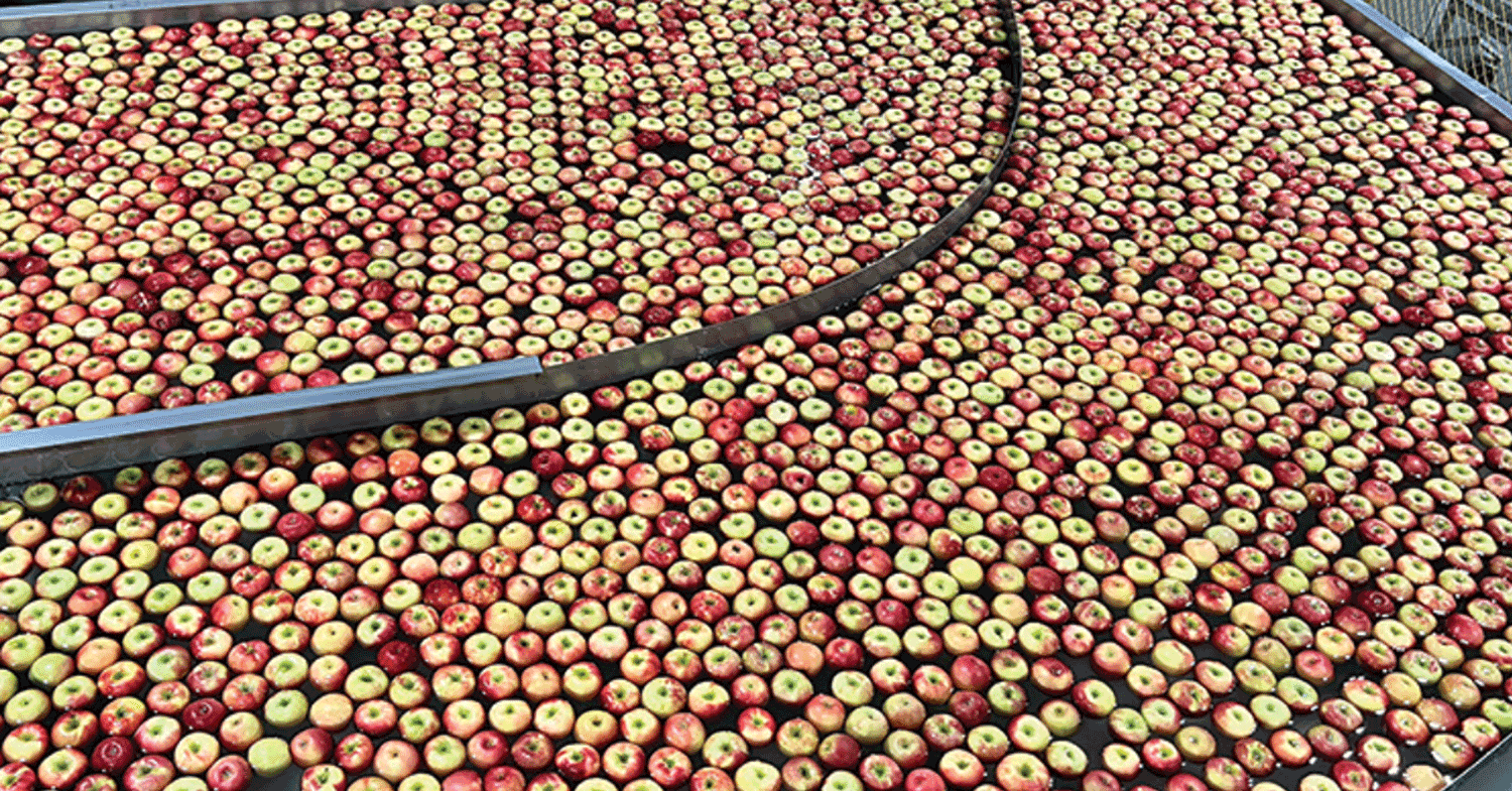 Apples postharvest being cleaned. Photo courtesy of USApple.