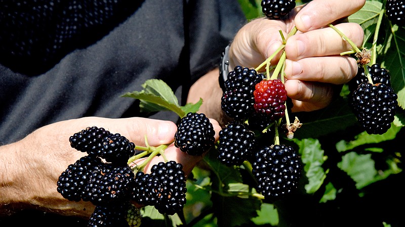Blackberries in Arkansas focus of June 9 tour