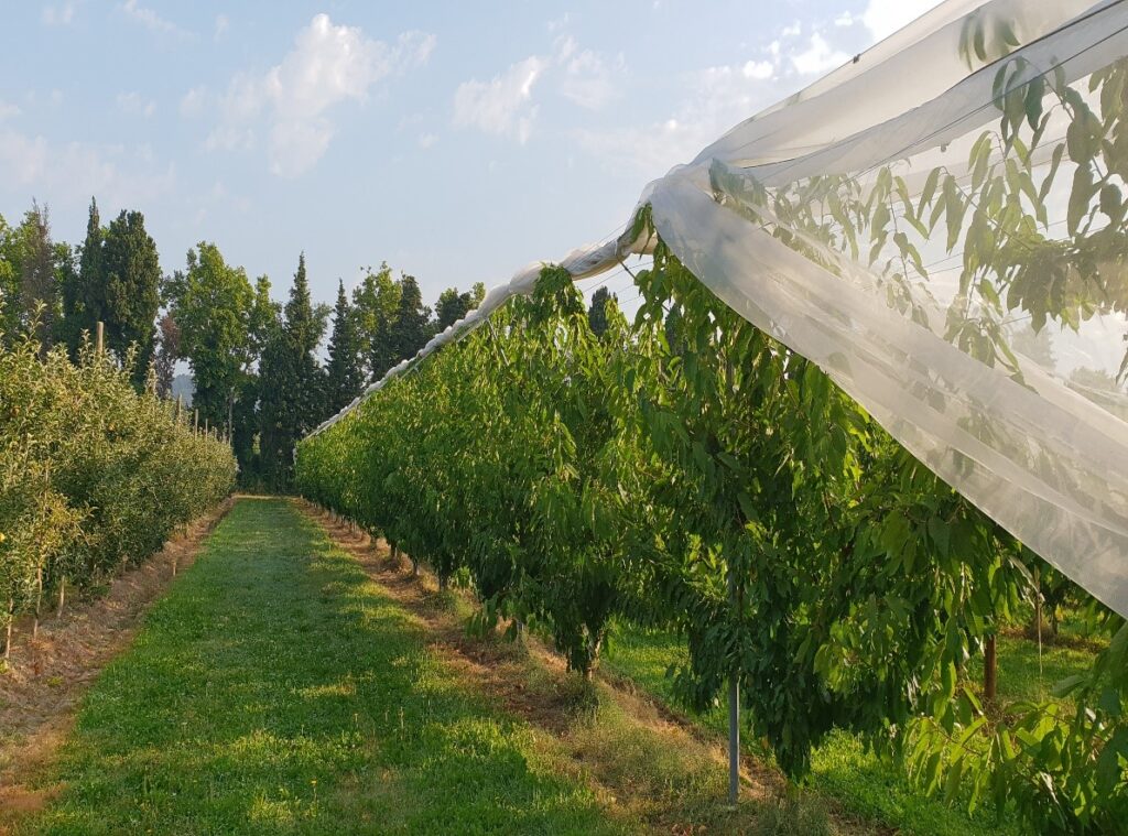 Arrigoni develops Protecta Ultra screen for stone fruit operations