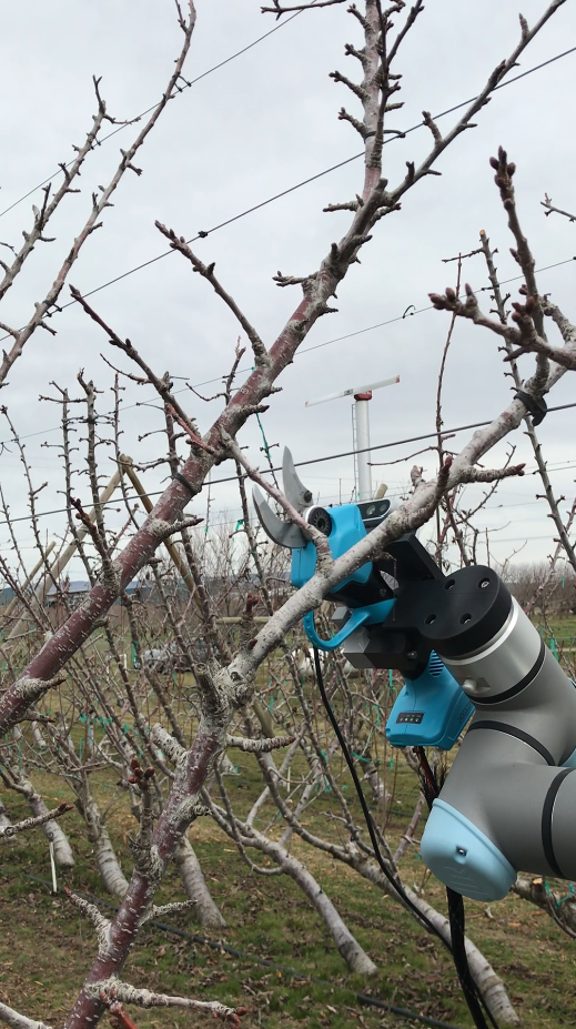 Researchers advance orchard automation technology with AI pruning and thinning