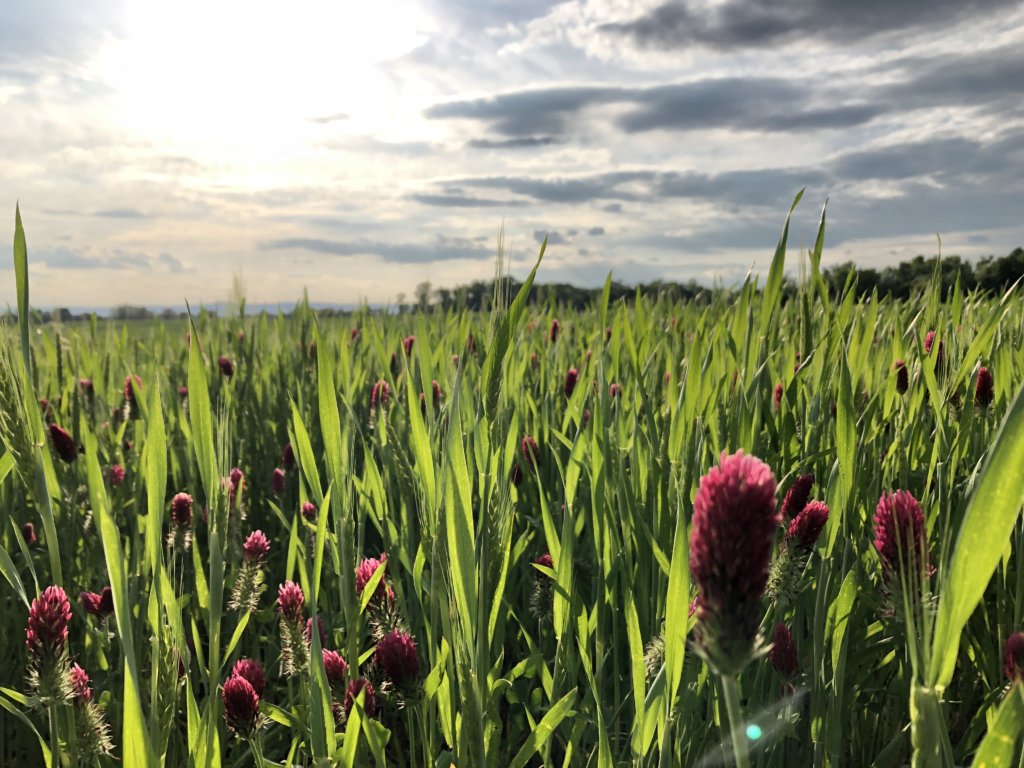 Long-term study will offer more data on cover crop benefits