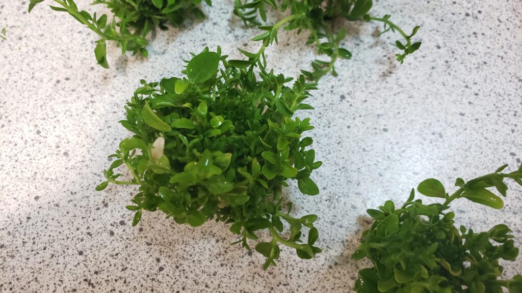 Botanical Solution, Syngenta link touts botanical-based biofungicide expansion