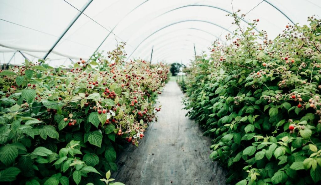 Specialty crop growers adapt harvests, crop protection during extreme heat