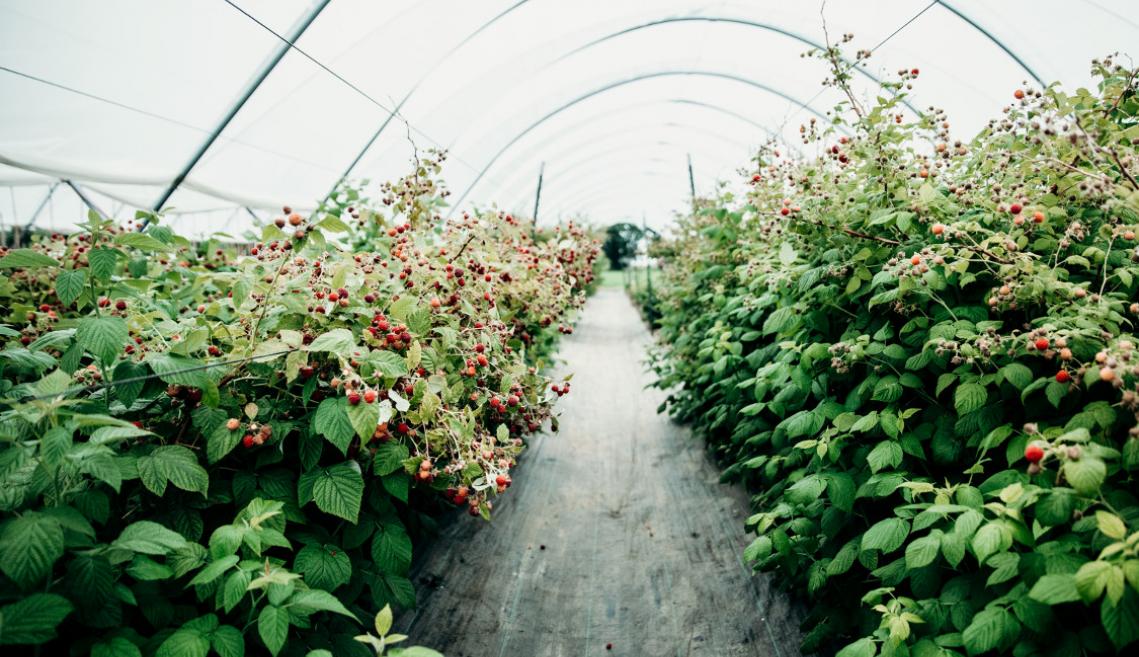 Specialty Crop Growers Adapt Harvests During Extreme Heat- Fruit Growers News