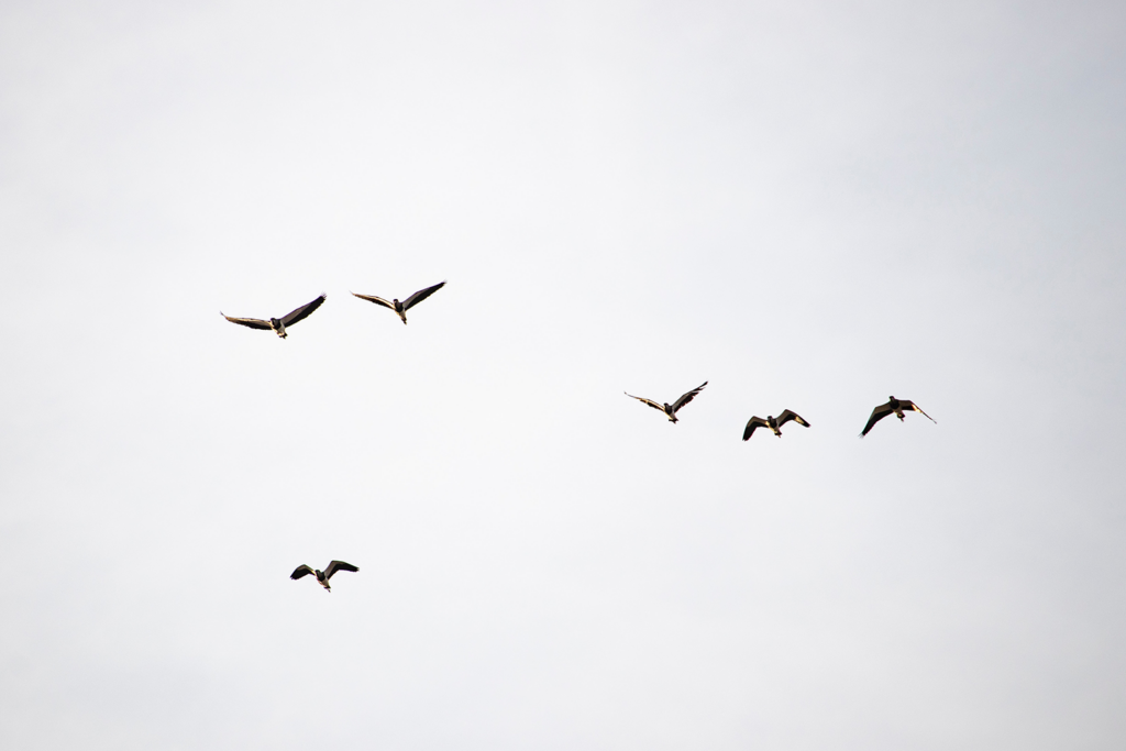 Keep the ravens out with fall prep practices