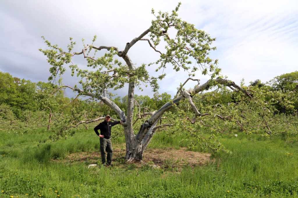 Helping a Massachusetts apple farm be red and green