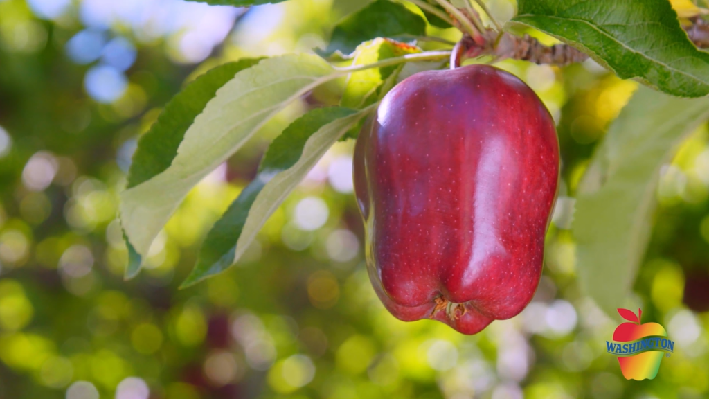 Washington apple industry debuts new educational video series