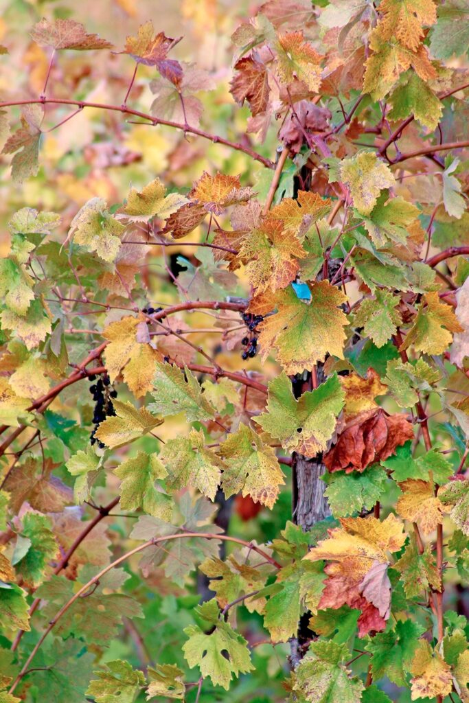Grapevine red blotch virus diminishes winegrape value
