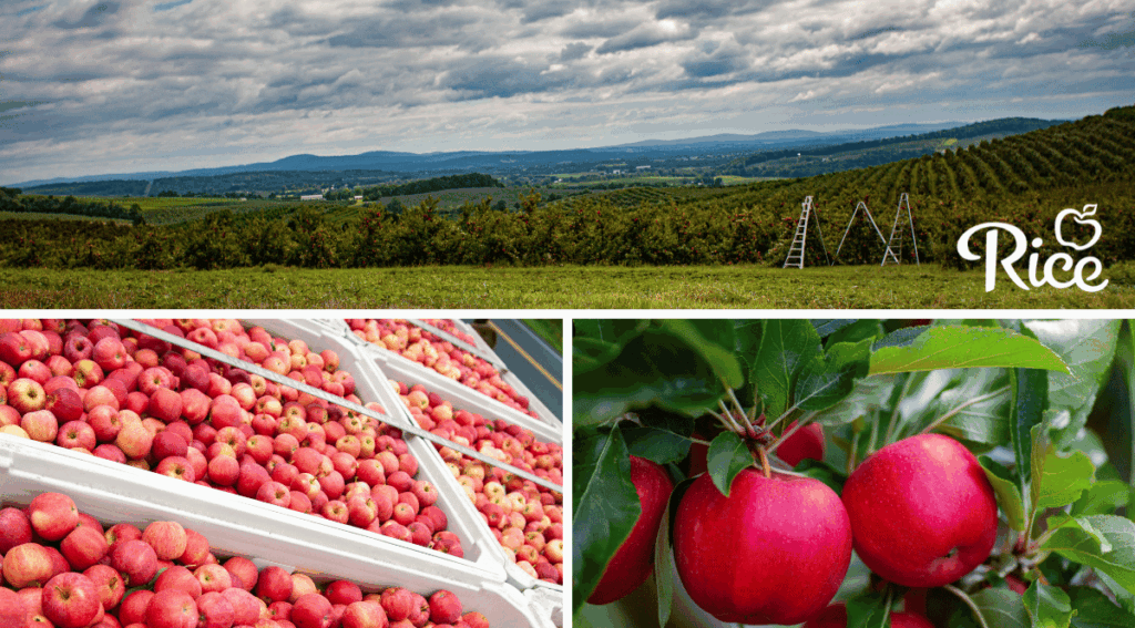 Rice Fruit to showcase record Eastern apple crop at IFPA show