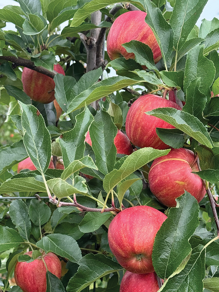 Red apples on a tree, surrounded by green leaves, in an apple orchard 