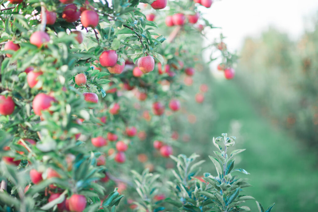 Riveridge Produce adds Jack Brown Produce’s marketing