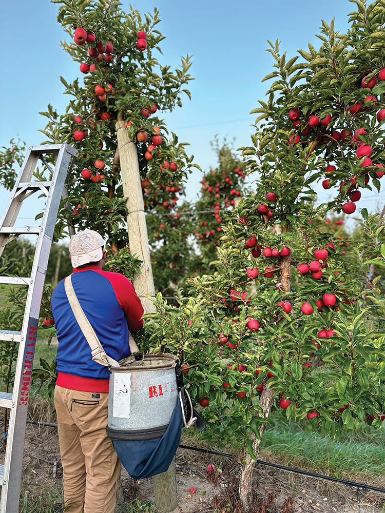 A court’s ruling on Washington’s H-2A rules could affect tree fruit growers nationally. Photo courtesy of Riveridge.
