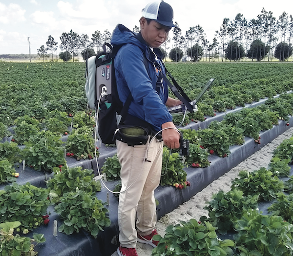 Powdery mildew detector fights strawberry disease
