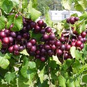 University of Georgia releases new muscadine variety, ‘RubyCrisp’