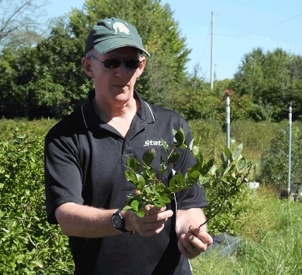 Group recognizes highly-cited MSU entomology professor