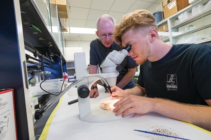 MSU entomologist Isaacs among those on Highly Cited Researchers List