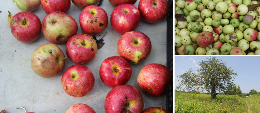 Project seeks history of foraging NY apples for cider