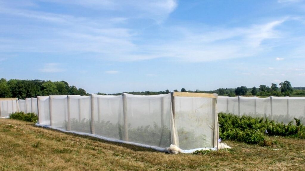 Research may help revive New York’s fall berry industry