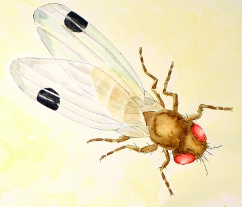 MSU research projects aim to thwart SWD. Photo: Michigan State University.