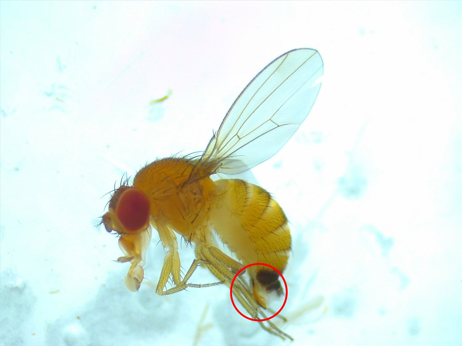 spotted wing drosophila ovipositor