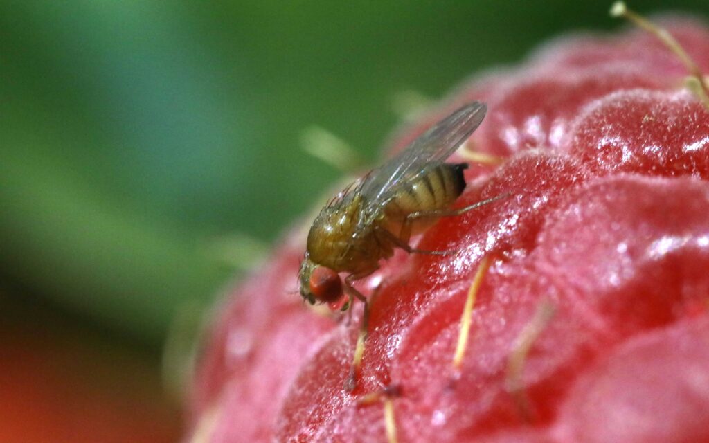 Spotted wing drosophila monitoring and sampling webinar Nov. 10