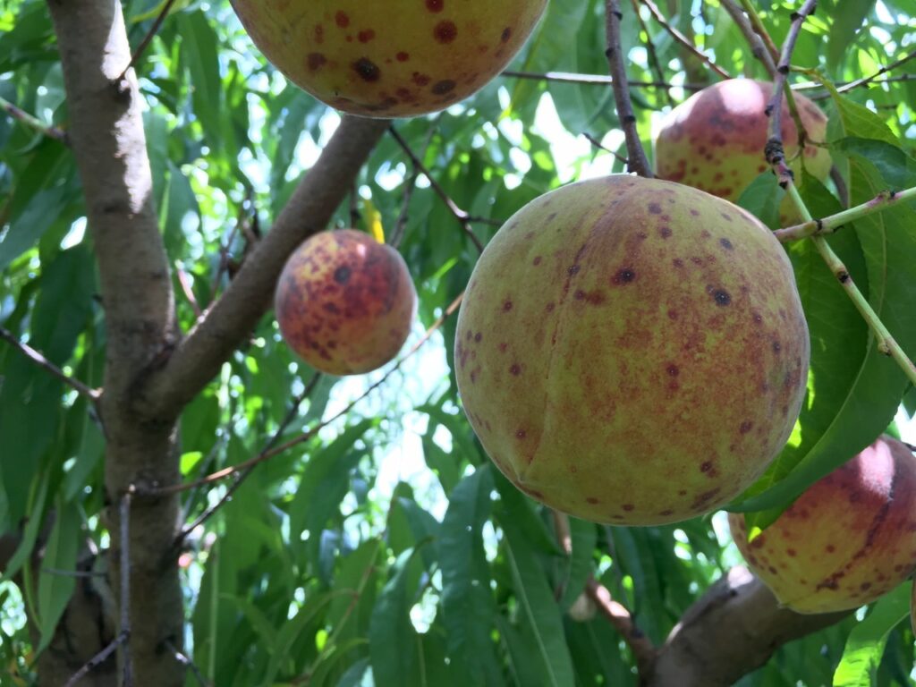 Study: Horticultural oil best applied after peach trees have been pruned