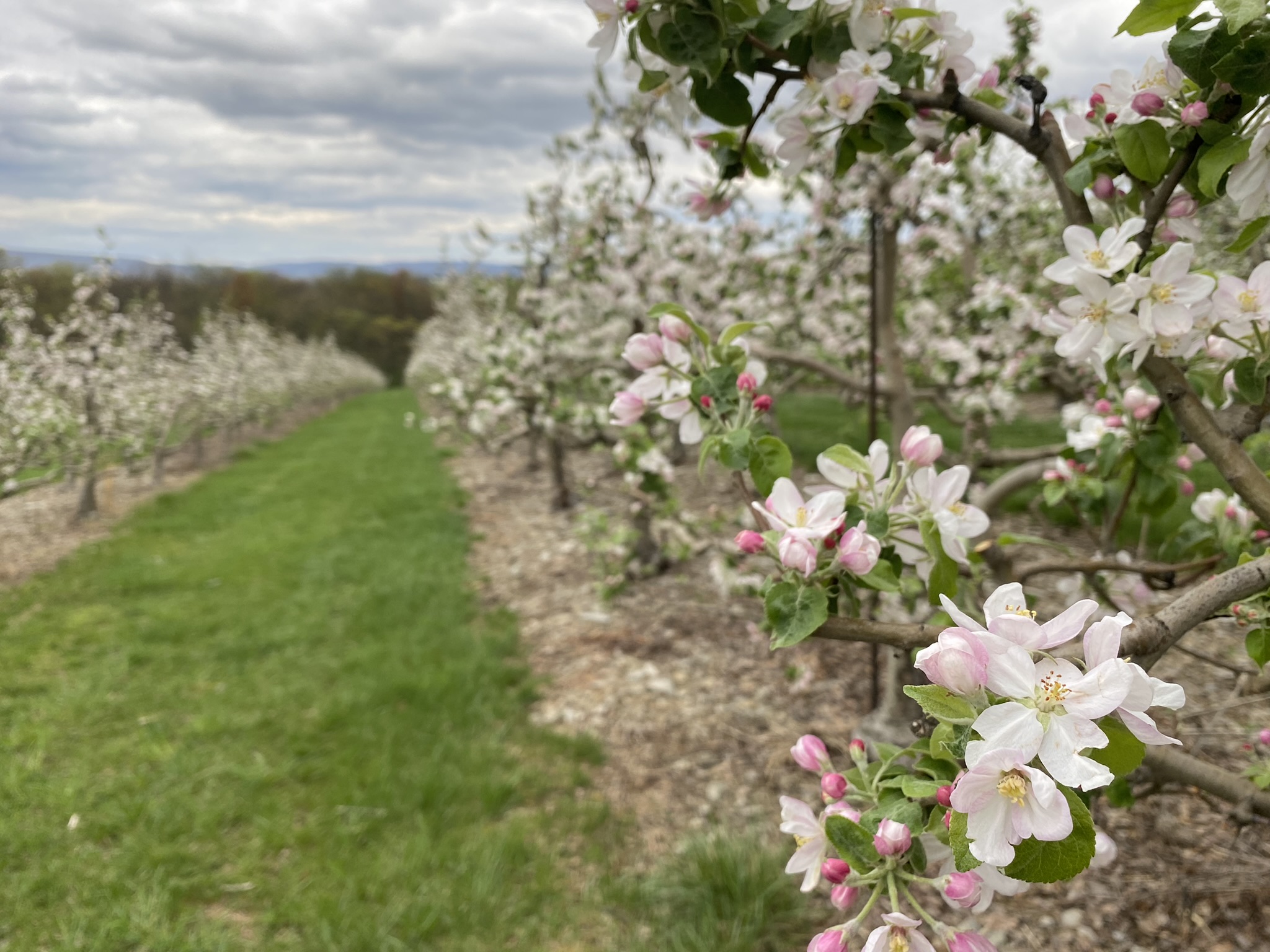 Photo of peach orchard