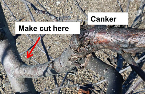 pruning