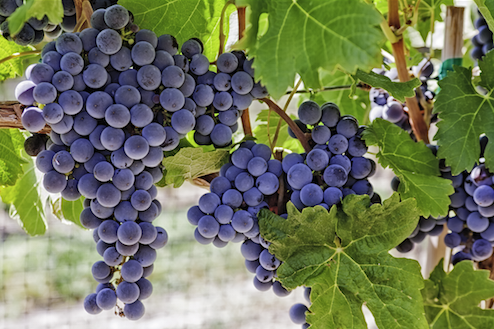 Market research reveals why consumers are drawn to wineries in Michigan